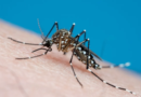 Cidade de São Paulo decreta hoje estado de emergência por dengue