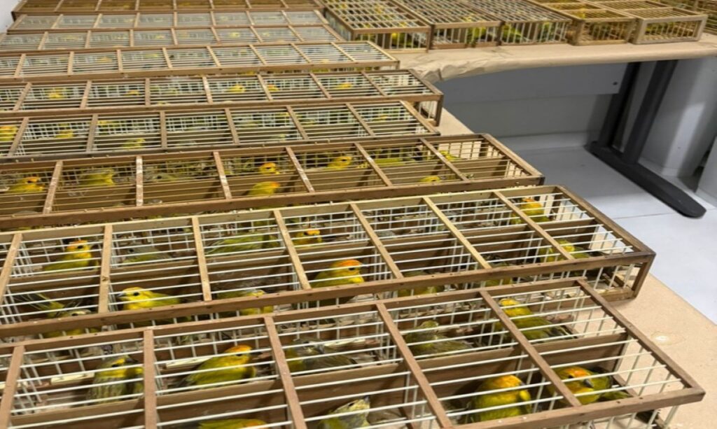 Brasil devolve à Venezuela 440 canários-da-terra apreendidos pela Polícia Federal em Boa Vista