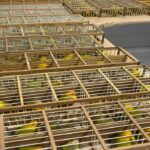 Brasil devolve à Venezuela 440 canários-da-terra apreendidos pela Polícia Federal em Boa Vista