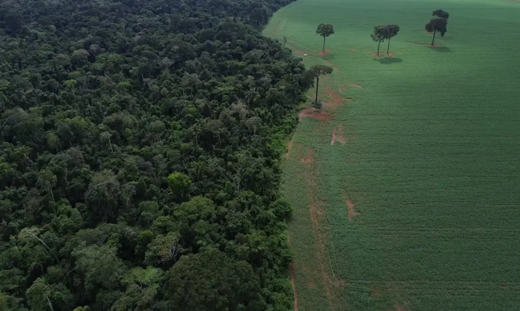 Redução de perdas florestais no Brasil em 2025 inclui Roraima entre estados com maior queda