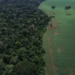 Redução de perdas florestais no Brasil em 2025 inclui Roraima entre estados com maior queda