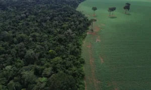 Redução de perdas florestais no Brasil em 2025 inclui Roraima entre estados com maior queda