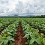 Inmet indica cenário favorável para soja em Roraima, mas alerta para influência do El Niño