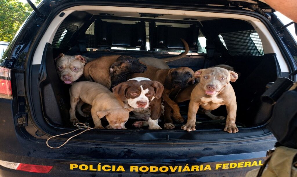 Carro com sete cães em situação de maus-tratos é encontrado parado na BR-174, em Boa Vista