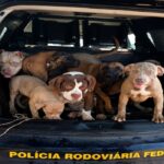 Carro com sete cães em situação de maus-tratos é encontrado parado na BR-174, em Boa Vista