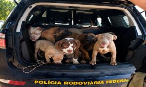 Carro com sete cães em situação de maus-tratos é encontrado parado na BR-174, em Boa Vista
